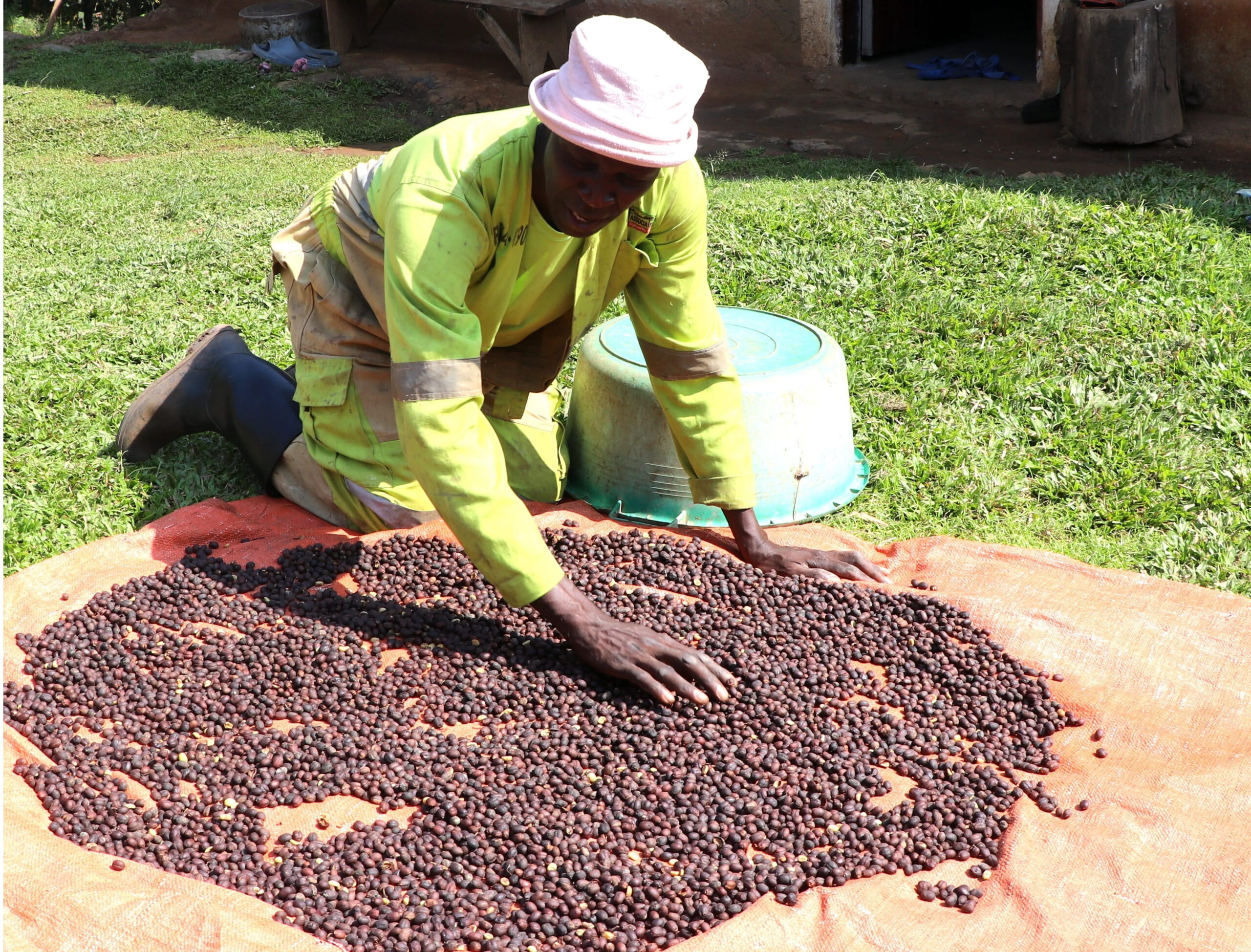 drying coffee